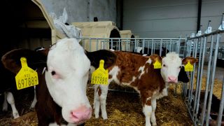 🐄 Chcete zdravá, silná telata a pohodlnější práci na farmě? 👉 Řešením jsou skupinové boudy Calf-Tel – špičkové řešení pro...